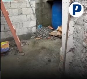 PITBULL É ENCONTRADO PRESO POR CADEADO E EM ESTADO CRÍTICO APÓS SOFRER MAUS-TRATOS